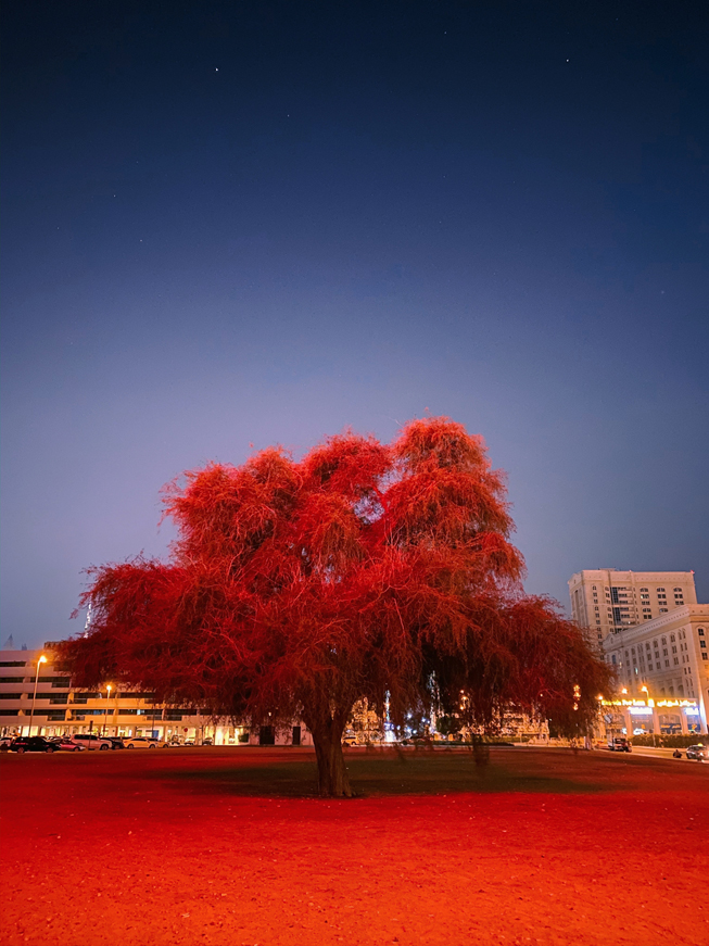 繁星闪烁的天空下有着红叶子的树。